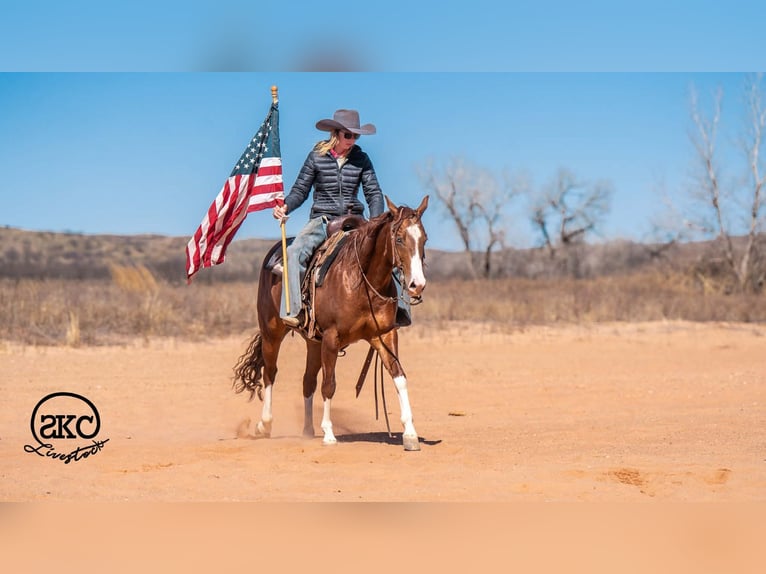 American Quarter Horse Wallach 5 Jahre 152 cm Rotfuchs in Canyon