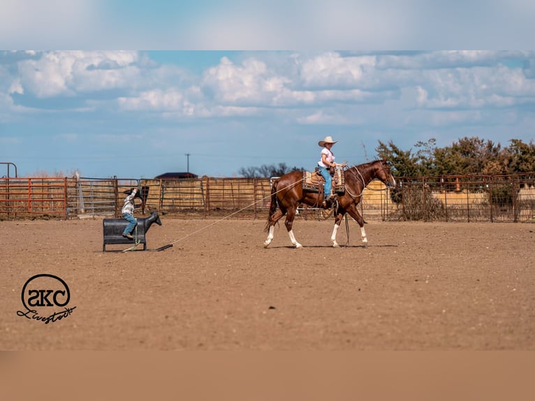 American Quarter Horse Wallach 5 Jahre 152 cm Rotfuchs in Canyon