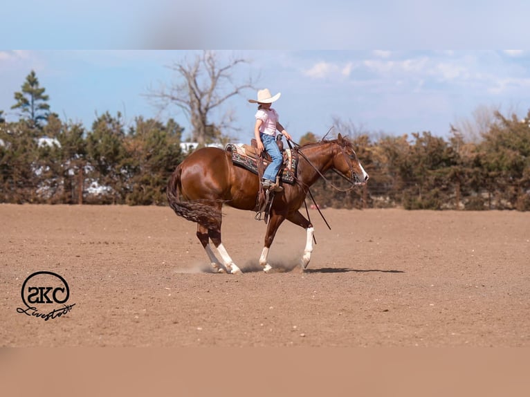 American Quarter Horse Wallach 5 Jahre 152 cm Rotfuchs in Canyon