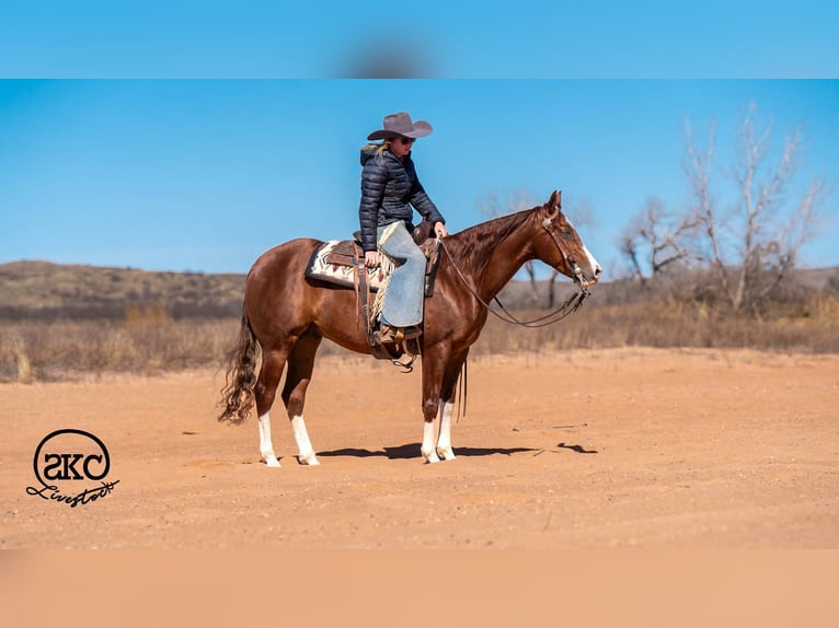 American Quarter Horse Wallach 5 Jahre 152 cm Rotfuchs in Canyon