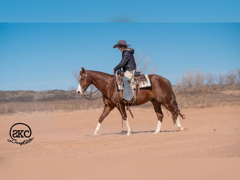 American Quarter Horse Wallach 5 Jahre 152 cm Rotfuchs in Canyon