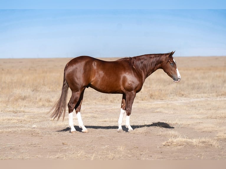 American Quarter Horse Wallach 5 Jahre 152 cm Rotfuchs in Canyon