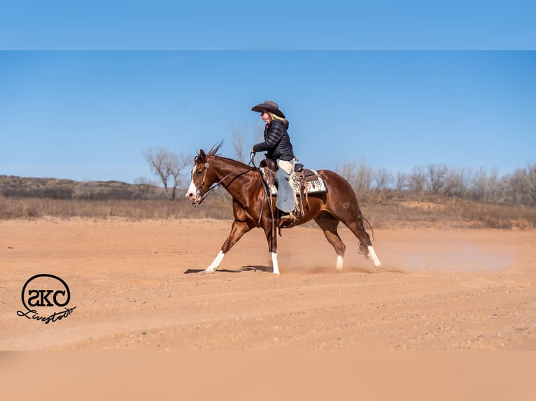 American Quarter Horse Wallach 5 Jahre 152 cm Rotfuchs in Canyon