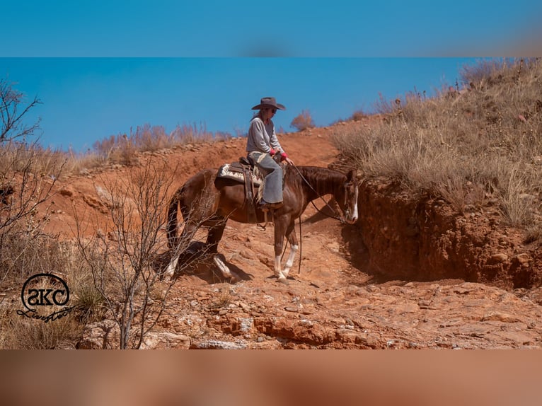 American Quarter Horse Wallach 5 Jahre 152 cm Rotfuchs in Canyon