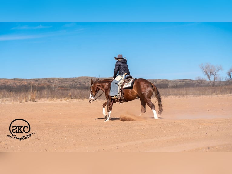 American Quarter Horse Wallach 5 Jahre 152 cm Rotfuchs in Canyon