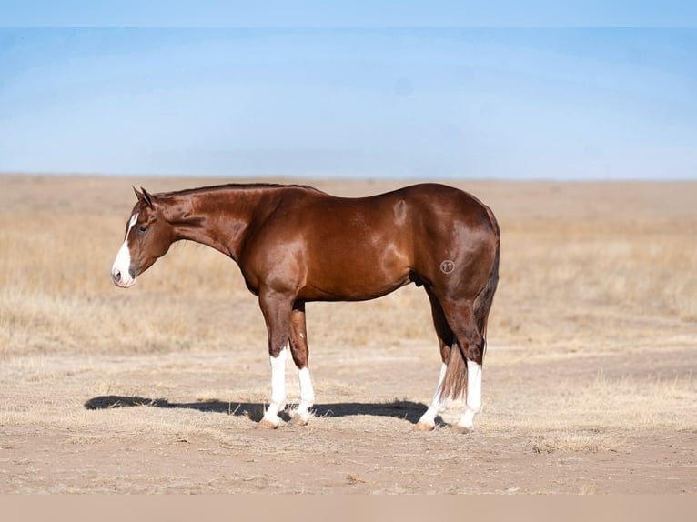 American Quarter Horse Wallach 5 Jahre 152 cm Rotfuchs in Canyon