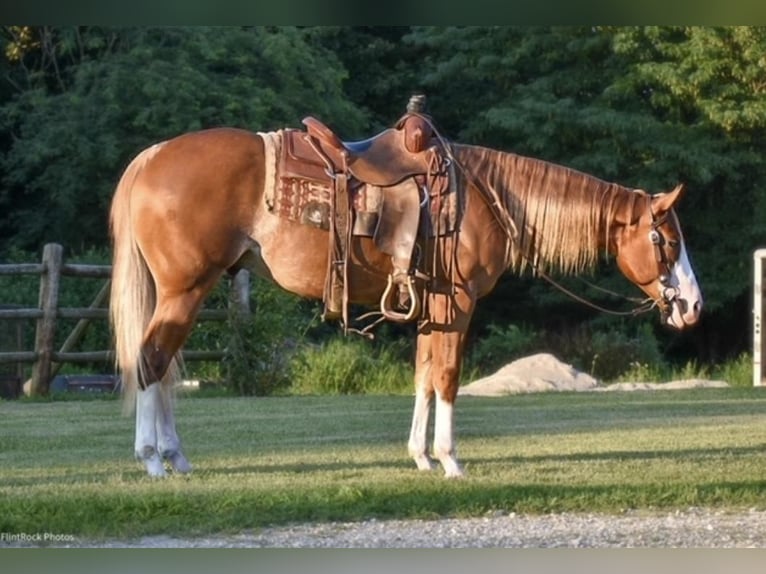 American Quarter Horse Wallach 5 Jahre 152 cm Rotfuchs in Sweet Springs, MO