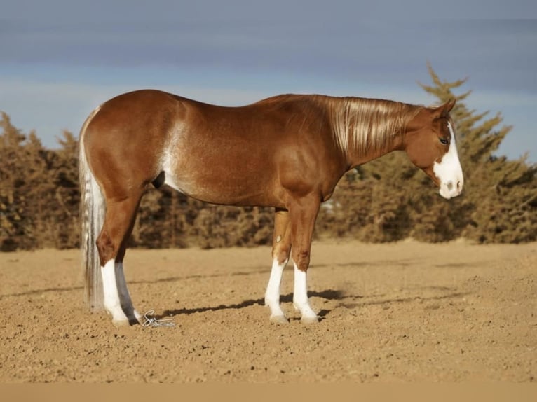 American Quarter Horse Wallach 5 Jahre 152 cm Rotfuchs in Sweet Springs, MO