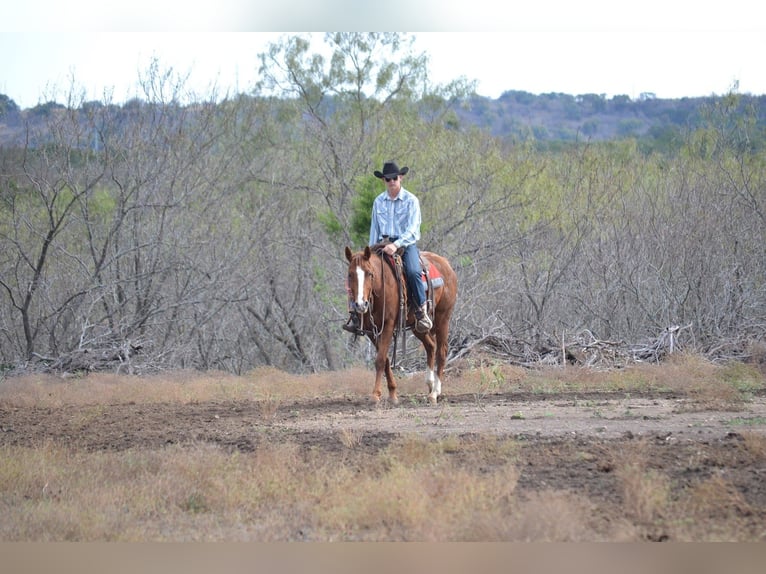 American Quarter Horse Wallach 5 Jahre 152 cm Rotfuchs in Salado