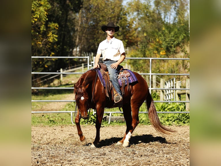 American Quarter Horse Wallach 5 Jahre 152 cm Rotfuchs in Millersburg