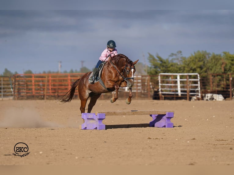 American Quarter Horse Wallach 5 Jahre 152 cm Rotfuchs in Canyon