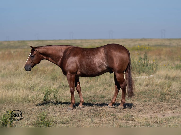 American Quarter Horse Wallach 5 Jahre 152 cm Rotfuchs in Canyon