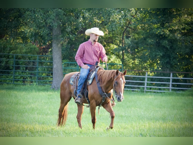 American Quarter Horse Wallach 5 Jahre 152 cm Rotfuchs in Kidron, OH