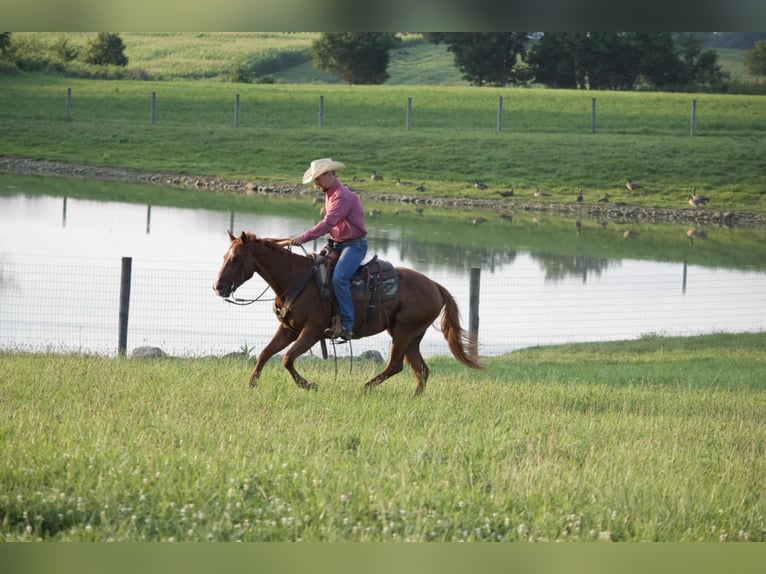 American Quarter Horse Wallach 5 Jahre 152 cm Rotfuchs in Kidron, OH