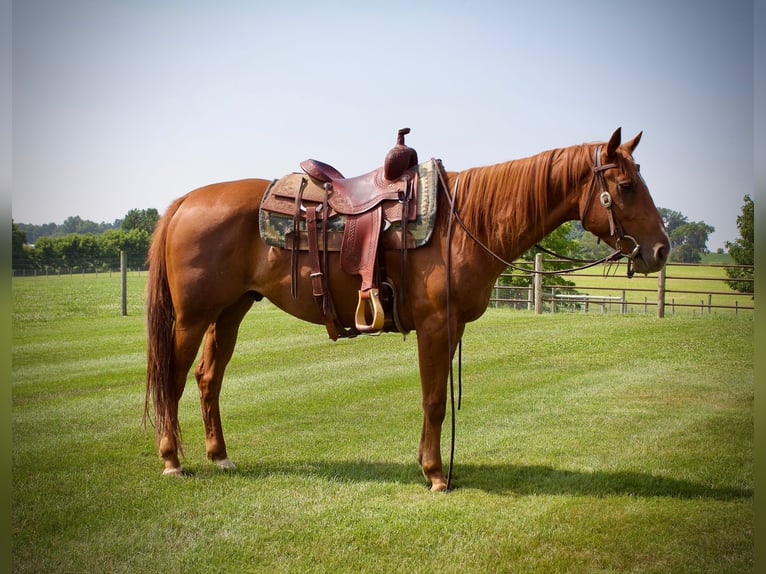 American Quarter Horse Wallach 5 Jahre 152 cm Rotfuchs in Kidron, OH
