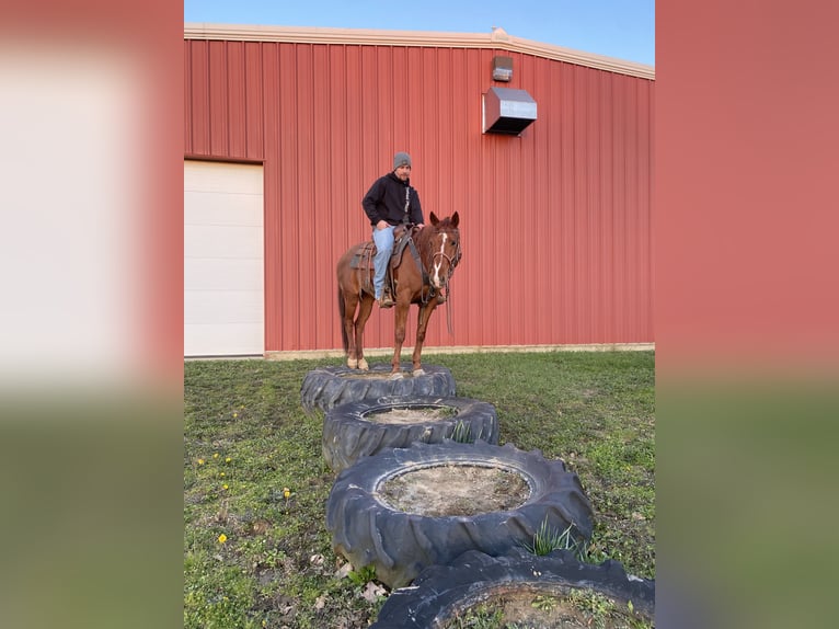 American Quarter Horse Wallach 5 Jahre 152 cm Rotfuchs in Kidron, OH
