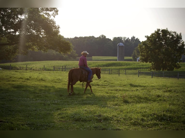 American Quarter Horse Wallach 5 Jahre 152 cm Rotfuchs in Kidron, OH