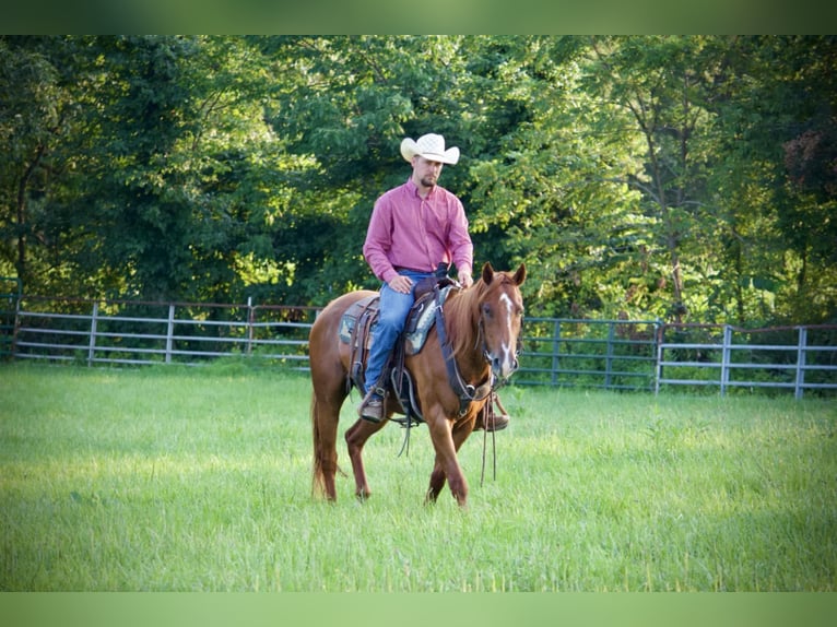 American Quarter Horse Wallach 5 Jahre 152 cm Rotfuchs in Kidron, OH