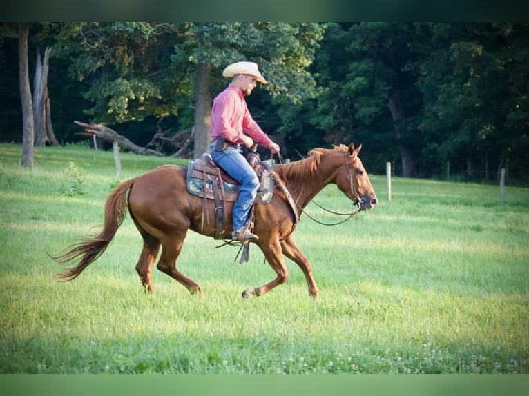 American Quarter Horse Wallach 5 Jahre 152 cm Rotfuchs in Kidron, OH