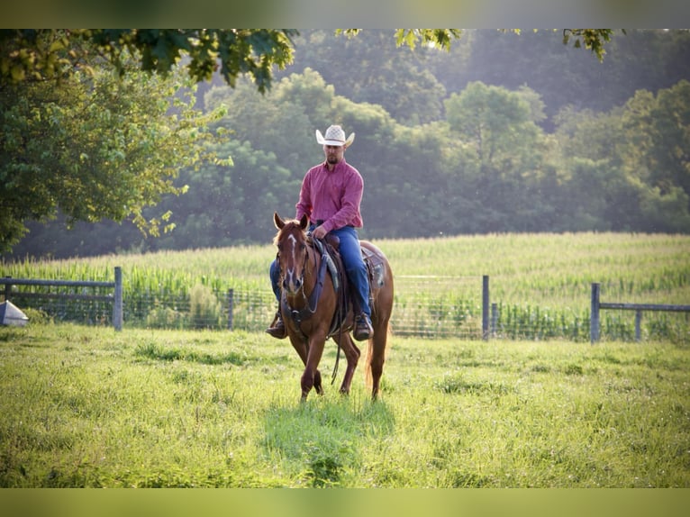 American Quarter Horse Wallach 5 Jahre 152 cm Rotfuchs in Kidron, OH