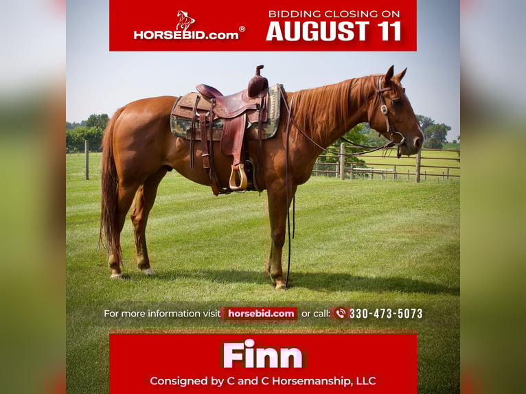 American Quarter Horse Wallach 5 Jahre 152 cm Rotfuchs in Kidron, OH