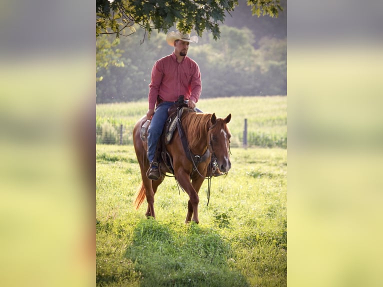 American Quarter Horse Wallach 5 Jahre 152 cm Rotfuchs in Kidron, OH