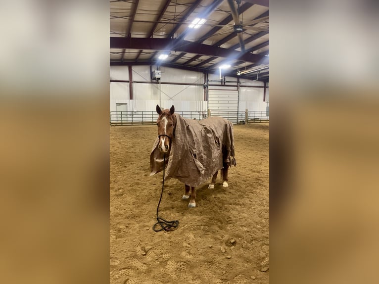American Quarter Horse Wallach 5 Jahre 152 cm Rotfuchs in Kidron, OH