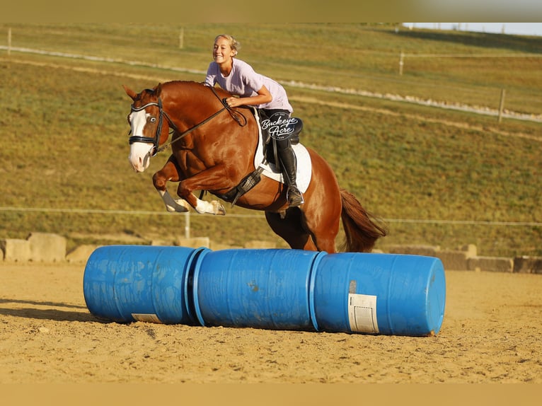 American Quarter Horse Wallach 5 Jahre 152 cm Rotfuchs in Millersburg