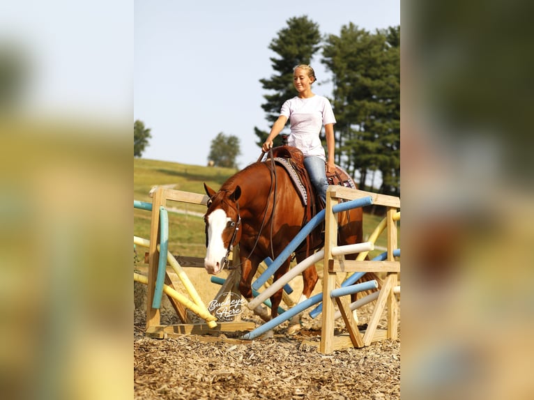 American Quarter Horse Wallach 5 Jahre 152 cm Rotfuchs in Millersburg