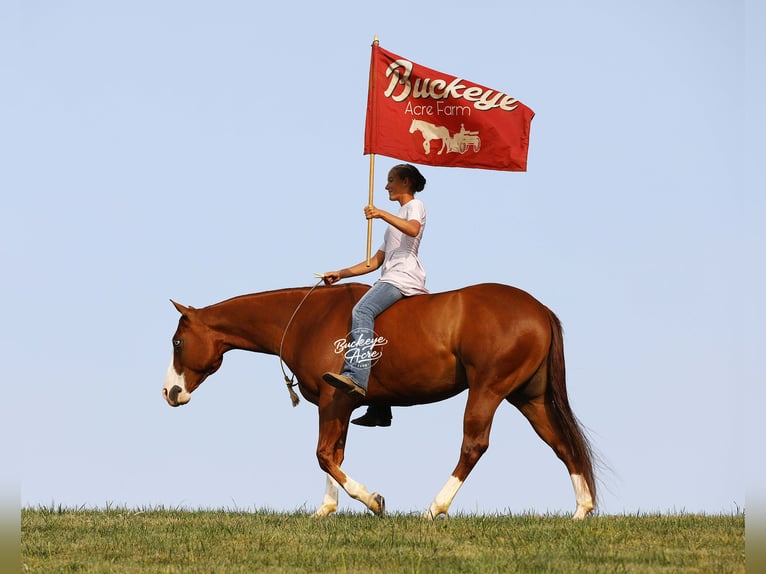 American Quarter Horse Wallach 5 Jahre 152 cm Rotfuchs in Millersburg