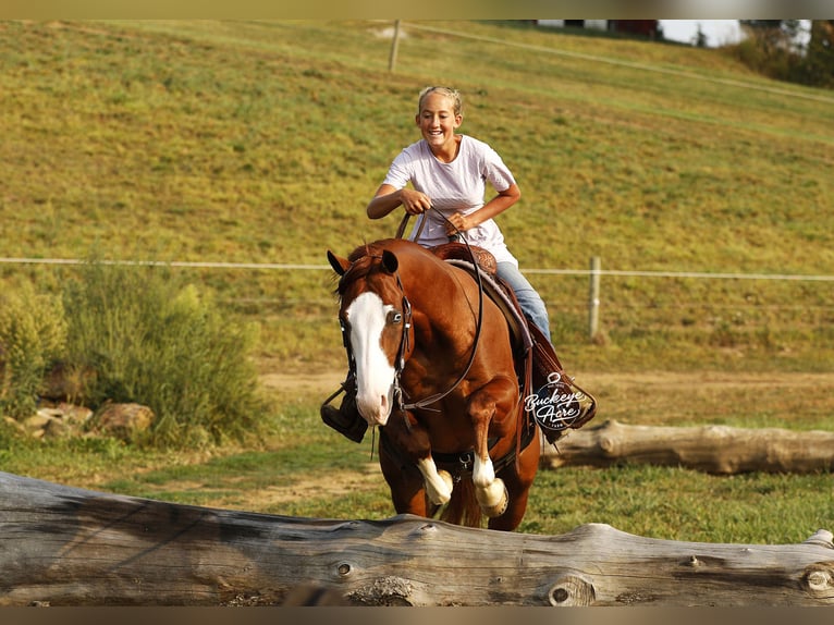 American Quarter Horse Wallach 5 Jahre 152 cm Rotfuchs in Millersburg