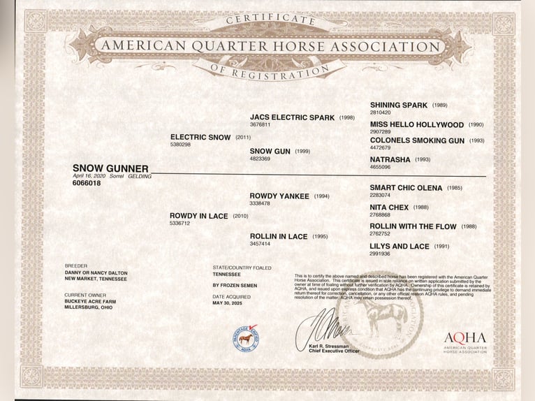 American Quarter Horse Wallach 5 Jahre 152 cm Rotfuchs in Millersburg