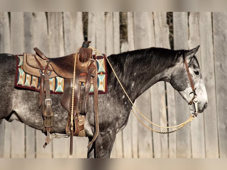 American Quarter Horse Wallach 5 Jahre 152 cm Schimmel in Buffalo, MO