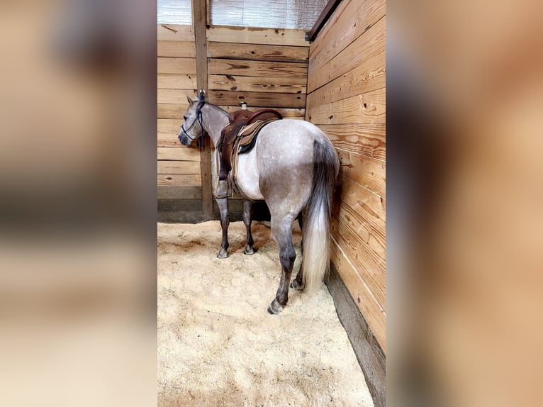 American Quarter Horse Wallach 5 Jahre 152 cm Schimmel in Madisonville