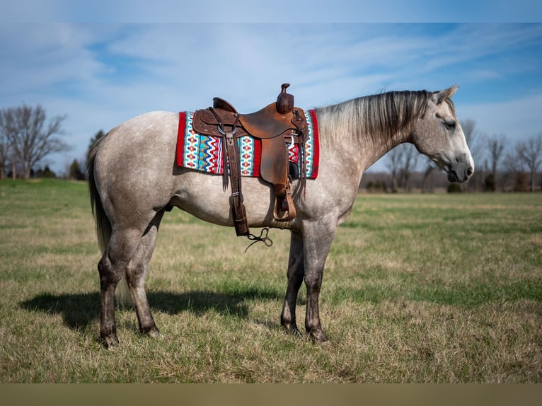 American Quarter Horse Wallach 5 Jahre 152 cm Schimmel in Madisonville