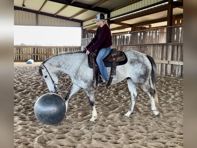 American Quarter Horse Wallach 5 Jahre 152 cm Schimmel in Ravenna, TX
