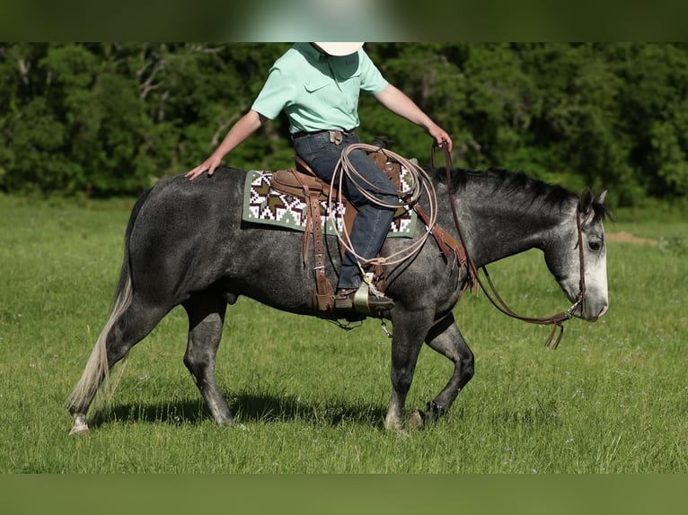 American Quarter Horse Wallach 5 Jahre 152 cm Schimmel in Weatherford