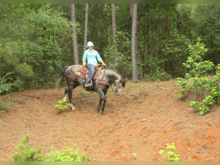 American Quarter Horse Wallach 5 Jahre 152 cm Schimmel in Rusk