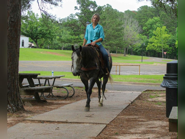 American Quarter Horse Wallach 5 Jahre 152 cm Schimmel in Rusk