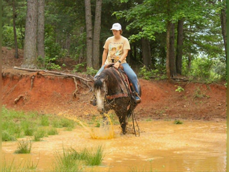 American Quarter Horse Wallach 5 Jahre 152 cm Schimmel in Rusk
