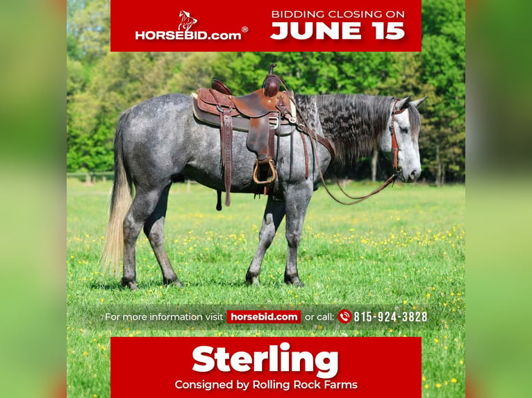 American Quarter Horse Wallach 5 Jahre 152 cm Schimmel in Clarion