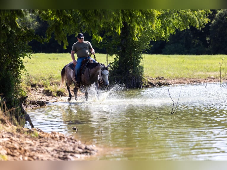 American Quarter Horse Wallach 5 Jahre 152 cm Schimmel in Canton TX
