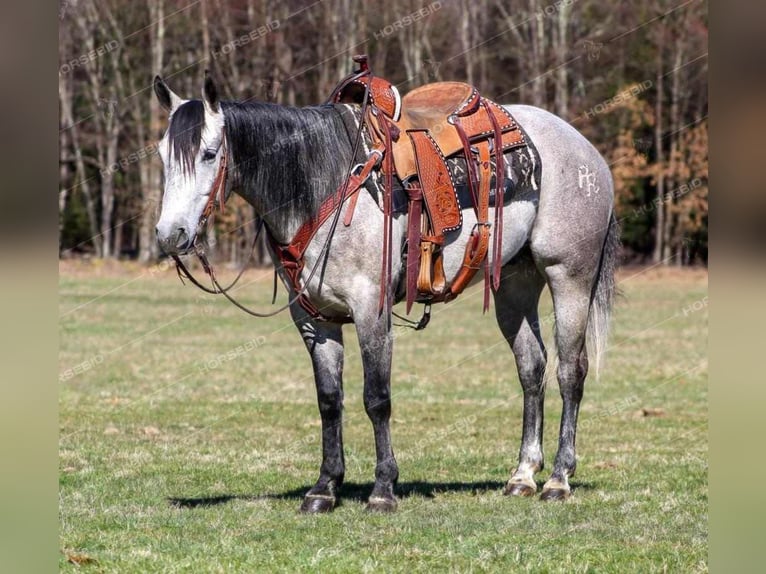 American Quarter Horse Wallach 5 Jahre 152 cm Schimmel in Clarion, PA