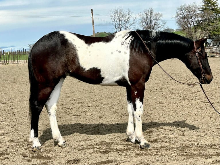 American Quarter Horse Wallach 5 Jahre 152 cm Tobiano-alle-Farben in Paicines CA