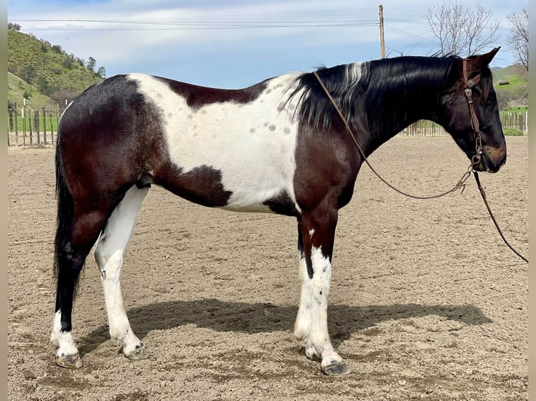 American Quarter Horse Wallach 5 Jahre 152 cm Tobiano-alle-Farben in Paicines CA