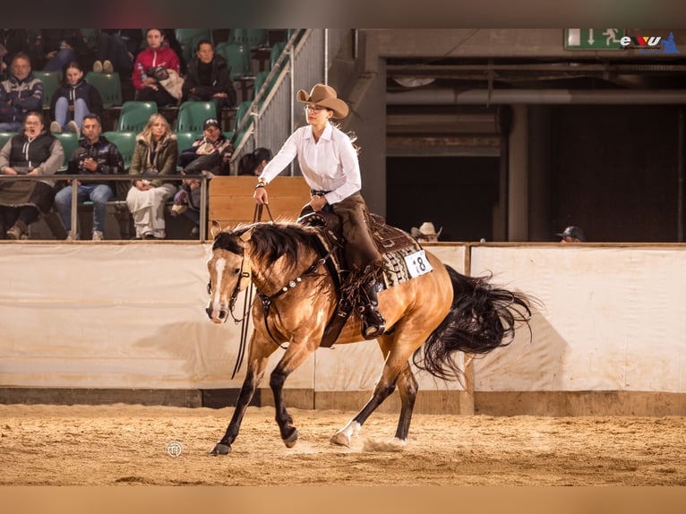 American Quarter Horse Wallach 5 Jahre 153 cm Buckskin in Oetzen
