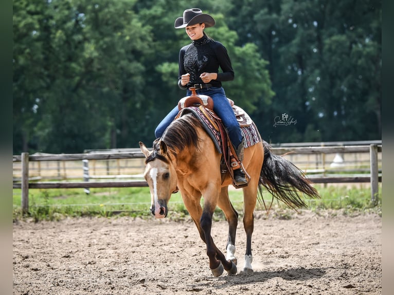 American Quarter Horse Wallach 5 Jahre 153 cm Buckskin in Oetzen