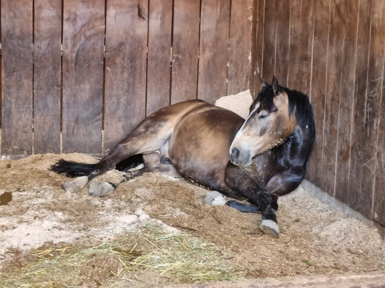 American Quarter Horse Wallach 5 Jahre 153 cm Buckskin in Bad Abbach