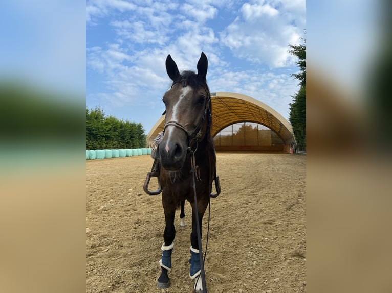 American Quarter Horse Wallach 5 Jahre 153 cm Buckskin in Bad Abbach