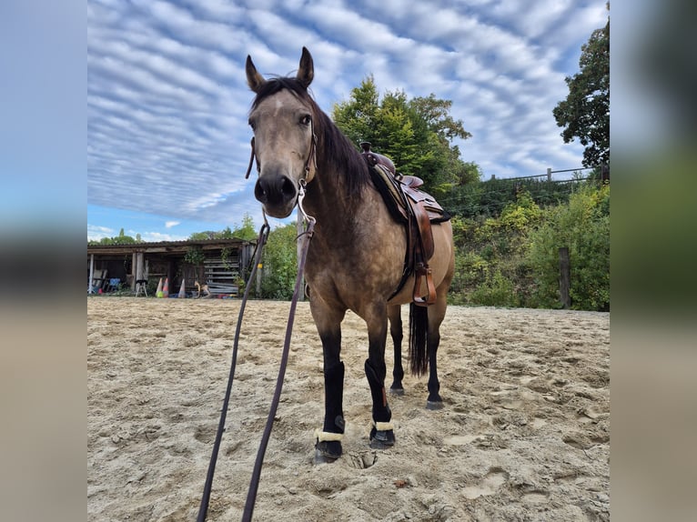 American Quarter Horse Wallach 5 Jahre 153 cm Buckskin in Bad Vöslau